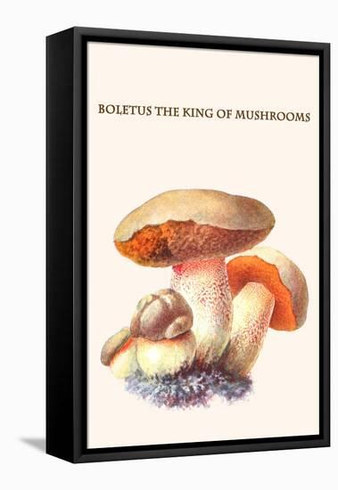 Boletus the King of Mushrooms-Edmund Michael-Framed Stretched Canvas