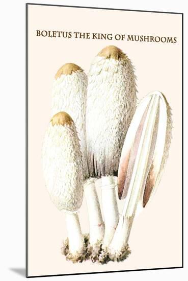 Boletus the King of Mushrooms-Edmund Michael-Mounted Art Print