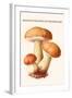 Boletus the King of Mushrooms-Edmund Michael-Framed Art Print