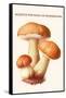 Boletus the King of Mushrooms-Edmund Michael-Framed Stretched Canvas