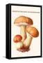 Boletus the King of Mushrooms-Edmund Michael-Framed Stretched Canvas