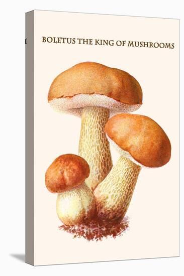 Boletus the King of Mushrooms-Edmund Michael-Stretched Canvas