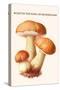 Boletus the King of Mushrooms-Edmund Michael-Stretched Canvas