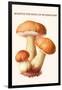 Boletus the King of Mushrooms-Edmund Michael-Framed Art Print