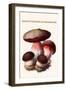 Boletus the King of Mushrooms-Edmund Michael-Framed Art Print