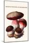 Boletus the King of Mushrooms-Edmund Michael-Mounted Art Print