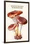 Boletus the King of Mushrooms-Edmund Michael-Framed Art Print