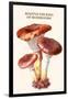 Boletus the King of Mushrooms-Edmund Michael-Framed Art Print