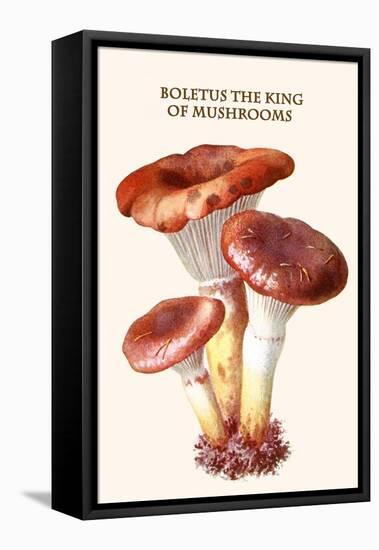 Boletus the King of Mushrooms-Edmund Michael-Framed Stretched Canvas