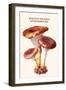 Boletus the King of Mushrooms-Edmund Michael-Framed Art Print