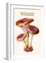 Boletus the King of Mushrooms-Edmund Michael-Framed Art Print