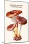 Boletus the King of Mushrooms-Edmund Michael-Mounted Art Print