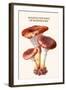 Boletus the King of Mushrooms-Edmund Michael-Framed Art Print