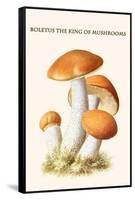 Boletus the King of Mushrooms-Edmund Michael-Framed Stretched Canvas