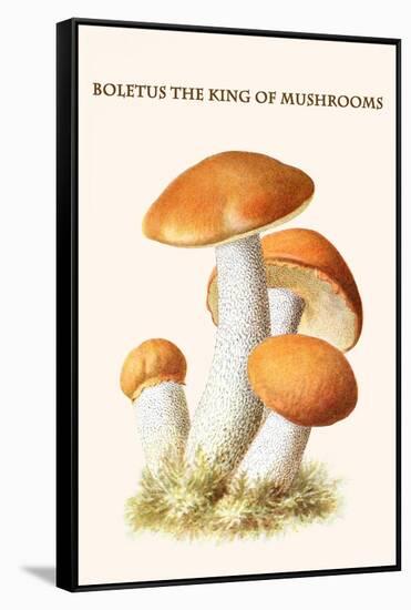 Boletus the King of Mushrooms-Edmund Michael-Framed Stretched Canvas