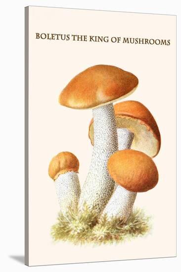 Boletus the King of Mushrooms-Edmund Michael-Stretched Canvas