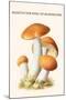 Boletus the King of Mushrooms-Edmund Michael-Mounted Art Print