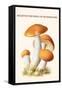 Boletus the King of Mushrooms-Edmund Michael-Framed Stretched Canvas