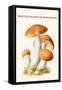 Boletus the King of Mushrooms-Edmund Michael-Framed Stretched Canvas