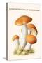 Boletus the King of Mushrooms-Edmund Michael-Stretched Canvas