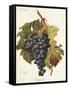 Bolgnino Grape-A. Kreyder-Framed Stretched Canvas