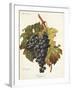 Bolgnino Grape-A. Kreyder-Framed Giclee Print