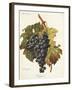 Bolgnino Grape-A. Kreyder-Framed Giclee Print