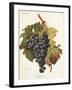 Bolgnino Grape-A. Kreyder-Framed Giclee Print