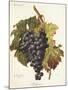 Bolgnino Grape-A. Kreyder-Mounted Giclee Print