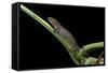 Bolitoglossa Dofleini (Giant Palm Salamander, Alta Verapaz Salamander)-Paul Starosta-Framed Stretched Canvas