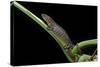 Bolitoglossa Dofleini (Giant Palm Salamander, Alta Verapaz Salamander)-Paul Starosta-Stretched Canvas