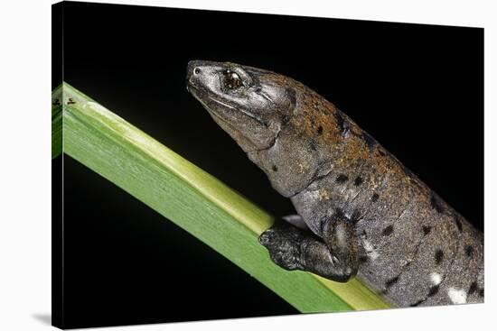 Bolitoglossa Dofleini (Giant Palm Salamander, Alta Verapaz Salamander)-Paul Starosta-Stretched Canvas