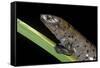 Bolitoglossa Dofleini (Giant Palm Salamander, Alta Verapaz Salamander)-Paul Starosta-Framed Stretched Canvas