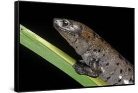 Bolitoglossa Dofleini (Giant Palm Salamander, Alta Verapaz Salamander)-Paul Starosta-Framed Stretched Canvas