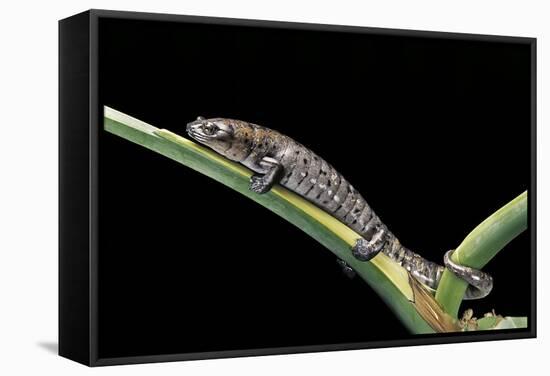 Bolitoglossa Dofleini (Giant Palm Salamander, Alta Verapaz Salamander)-Paul Starosta-Framed Stretched Canvas