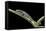 Bolitoglossa Dofleini (Giant Palm Salamander, Alta Verapaz Salamander)-Paul Starosta-Framed Stretched Canvas