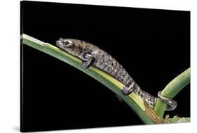 Bolitoglossa Dofleini (Giant Palm Salamander, Alta Verapaz Salamander)-Paul Starosta-Stretched Canvas