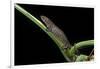 Bolitoglossa Dofleini (Giant Palm Salamander, Alta Verapaz Salamander)-Paul Starosta-Framed Photographic Print