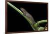 Bolitoglossa Dofleini (Giant Palm Salamander, Alta Verapaz Salamander)-Paul Starosta-Framed Photographic Print