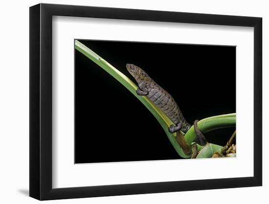 Bolitoglossa Dofleini (Giant Palm Salamander, Alta Verapaz Salamander)-Paul Starosta-Framed Photographic Print