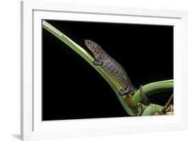 Bolitoglossa Dofleini (Giant Palm Salamander, Alta Verapaz Salamander)-Paul Starosta-Framed Photographic Print