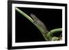 Bolitoglossa Dofleini (Giant Palm Salamander, Alta Verapaz Salamander)-Paul Starosta-Framed Photographic Print