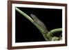 Bolitoglossa Dofleini (Giant Palm Salamander, Alta Verapaz Salamander)-Paul Starosta-Framed Photographic Print