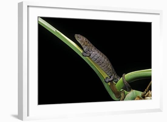 Bolitoglossa Dofleini (Giant Palm Salamander, Alta Verapaz Salamander)-Paul Starosta-Framed Photographic Print