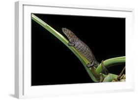 Bolitoglossa Dofleini (Giant Palm Salamander, Alta Verapaz Salamander)-Paul Starosta-Framed Photographic Print