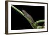 Bolitoglossa Dofleini (Giant Palm Salamander, Alta Verapaz Salamander)-Paul Starosta-Framed Photographic Print