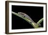 Bolitoglossa Dofleini (Giant Palm Salamander, Alta Verapaz Salamander)-Paul Starosta-Framed Photographic Print