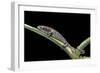 Bolitoglossa Dofleini (Giant Palm Salamander, Alta Verapaz Salamander)-Paul Starosta-Framed Photographic Print