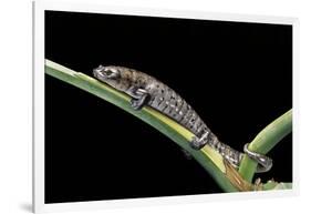 Bolitoglossa Dofleini (Giant Palm Salamander, Alta Verapaz Salamander)-Paul Starosta-Framed Photographic Print