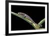 Bolitoglossa Dofleini (Giant Palm Salamander, Alta Verapaz Salamander)-Paul Starosta-Framed Photographic Print